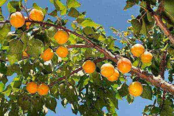 the best varieties of winter-hardy apricots