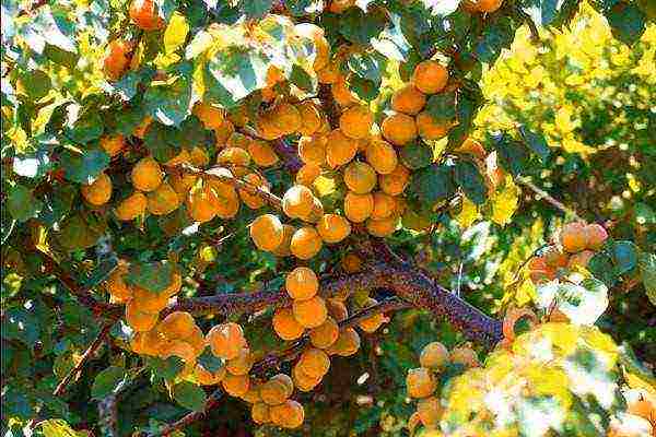 the best varieties of winter-hardy apricots