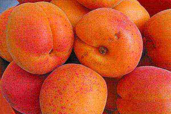 the best varieties of winter-hardy apricots