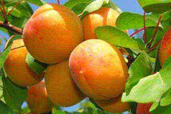 the best varieties of winter-hardy apricots