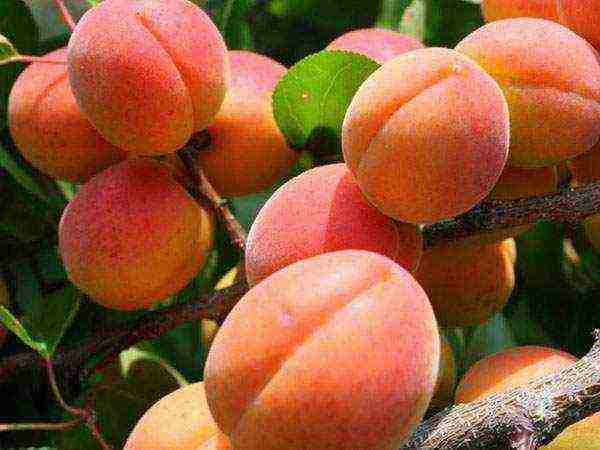 the best varieties of winter-hardy apricots