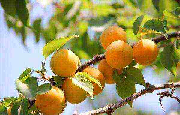 the best varieties of winter-hardy apricots