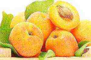 the best varieties of winter-hardy apricots