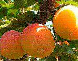 the best varieties of winter-hardy apricots