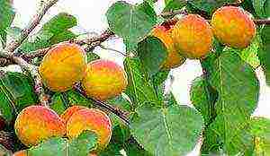 the best varieties of winter-hardy apricots