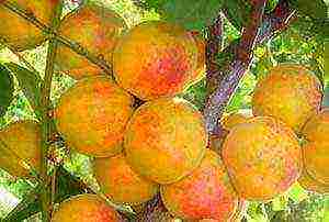 the best varieties of winter-hardy apricots