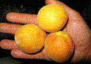 the best varieties of winter-hardy apricots