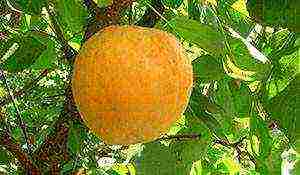 the best varieties of winter-hardy apricots