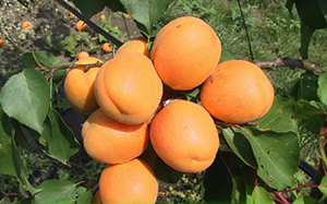 the best varieties of winter-hardy apricots