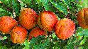 the best varieties of winter-hardy apricots