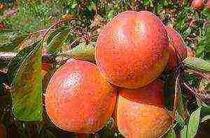 the best varieties of winter-hardy apricots