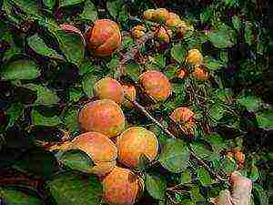 the best varieties of winter-hardy apricots