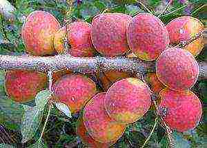 the best varieties of winter-hardy apricots