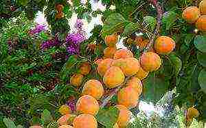 the best varieties of winter-hardy apricots