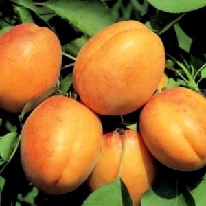 the best varieties of winter-hardy apricots