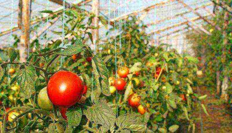 the best medium-sized varieties of tomatoes