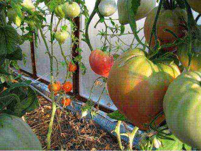 the best medium-sized varieties of tomatoes