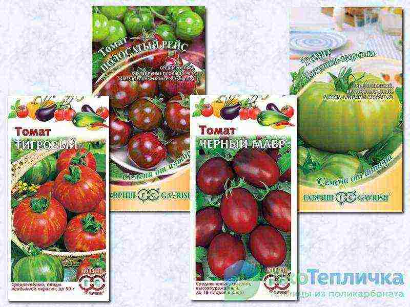 the best medium-sized varieties of tomatoes