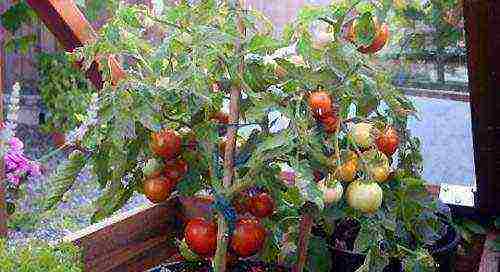 the best medium-sized varieties of tomatoes