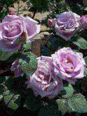 the best cut varieties of roses