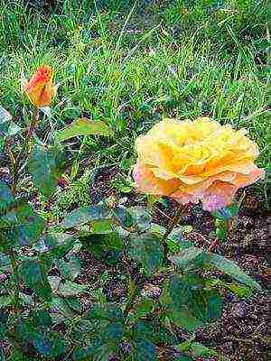 the best cut varieties of roses