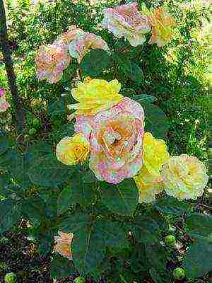 the best cut varieties of roses