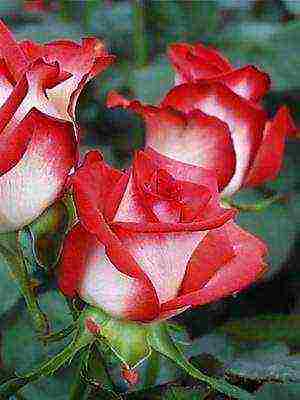 the best cut varieties of roses