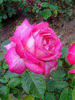 the best cut varieties of roses