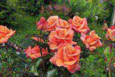 the best cut varieties of roses