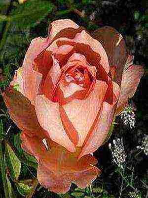 the best cut varieties of roses