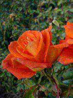 the best cut varieties of roses