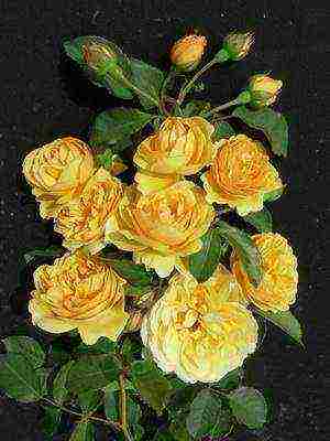 the best cut varieties of roses