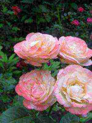 the best cut varieties of roses