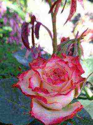 the best cut varieties of roses