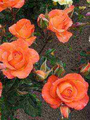 the best cut varieties of roses