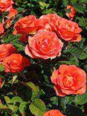 the best cut varieties of roses