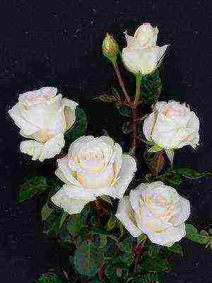 the best cut varieties of roses