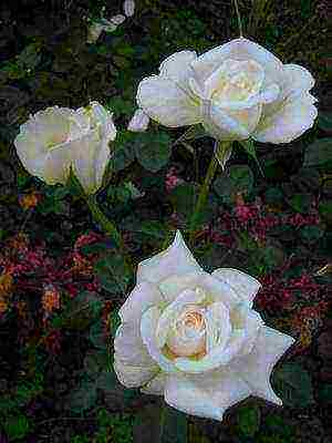 the best cut varieties of roses