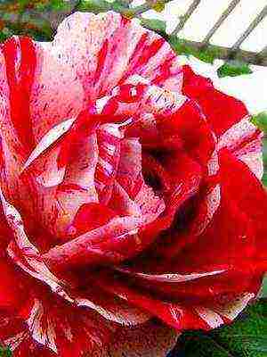 the best cut varieties of roses