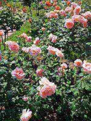 the best cut varieties of roses