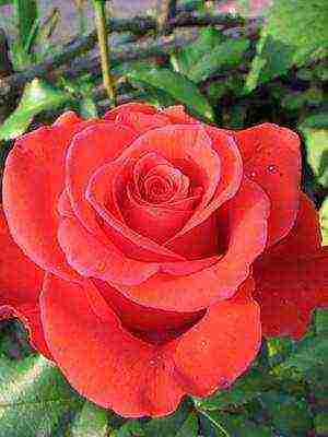 the best cut varieties of roses