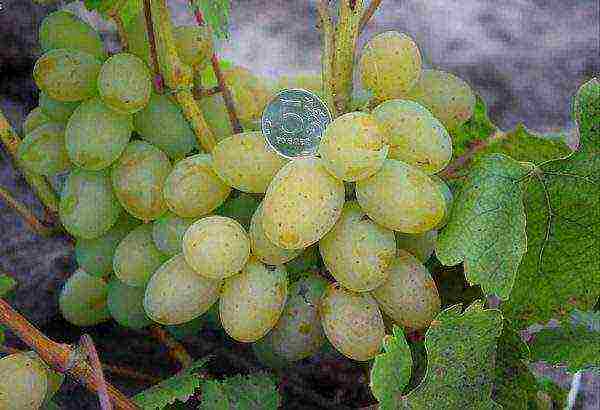 the best technical grape varieties