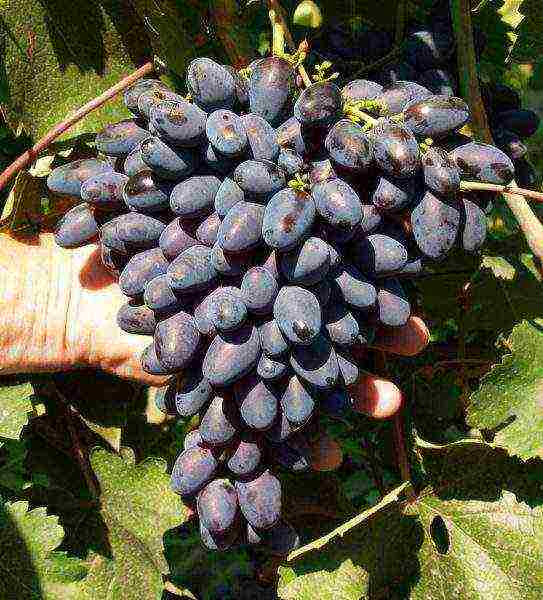 the best technical grape varieties