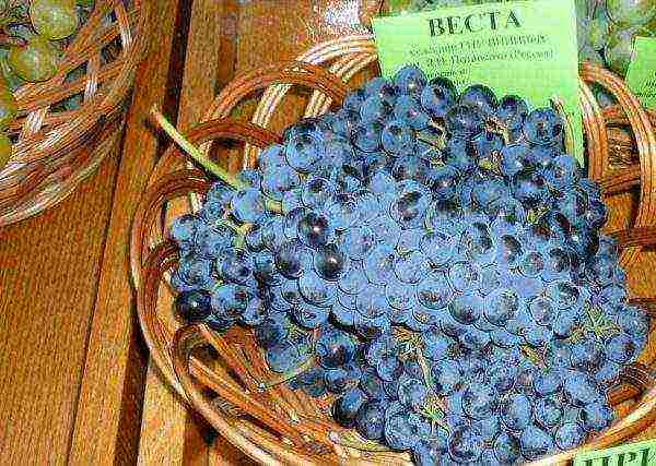 the best technical grape varieties