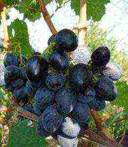 best dark grapes