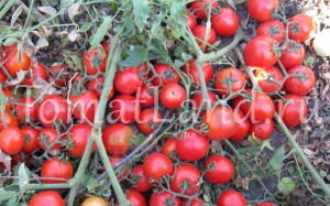 the best pickling varieties of tomatoes