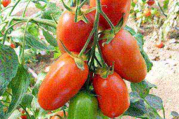 the best pickling varieties of tomatoes