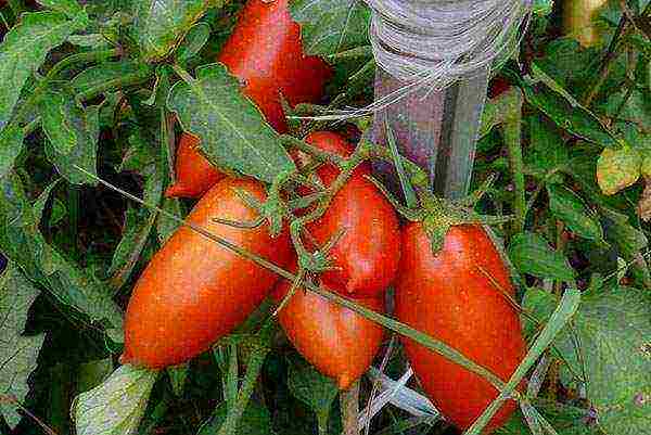 the best pickling varieties of tomatoes