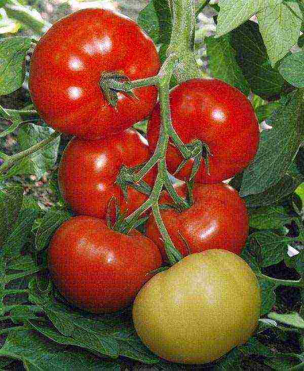 the best pickling varieties of tomatoes