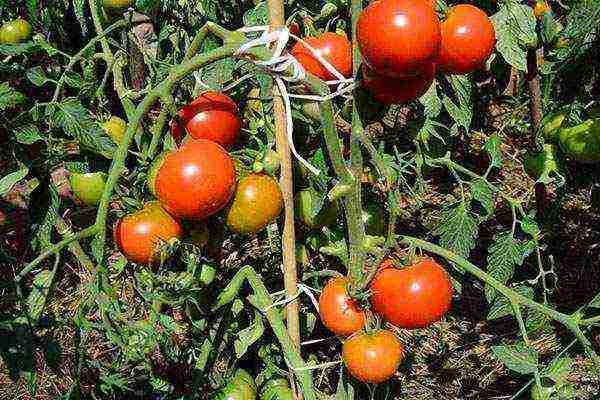 the best pickling varieties of tomatoes